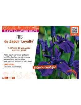 IRIS DU JAPON LOYALTY