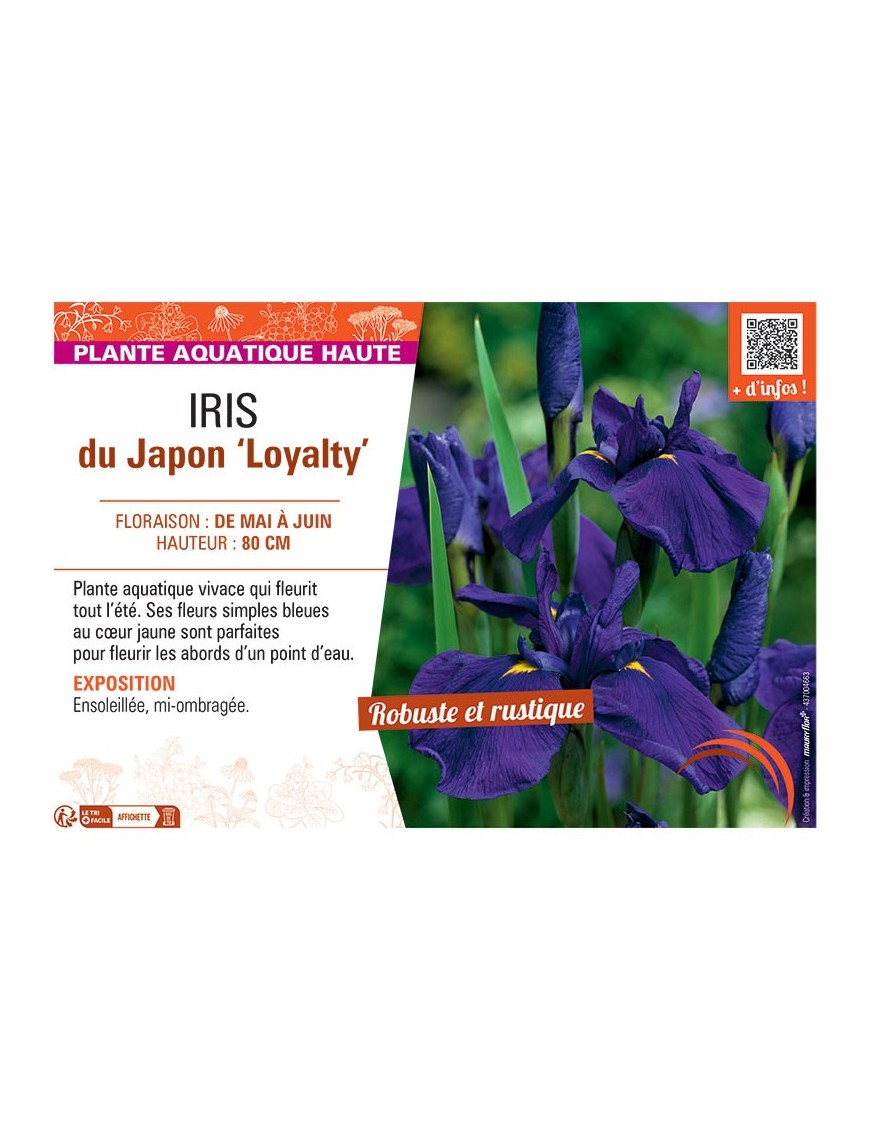 IRIS DU JAPON LOYALTY