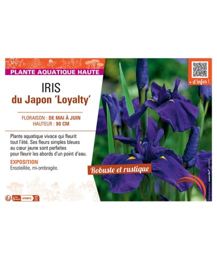 IRIS DU JAPON LOYALTY