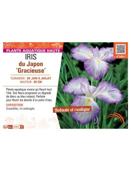 IRIS DU JAPON GRACIEUSE