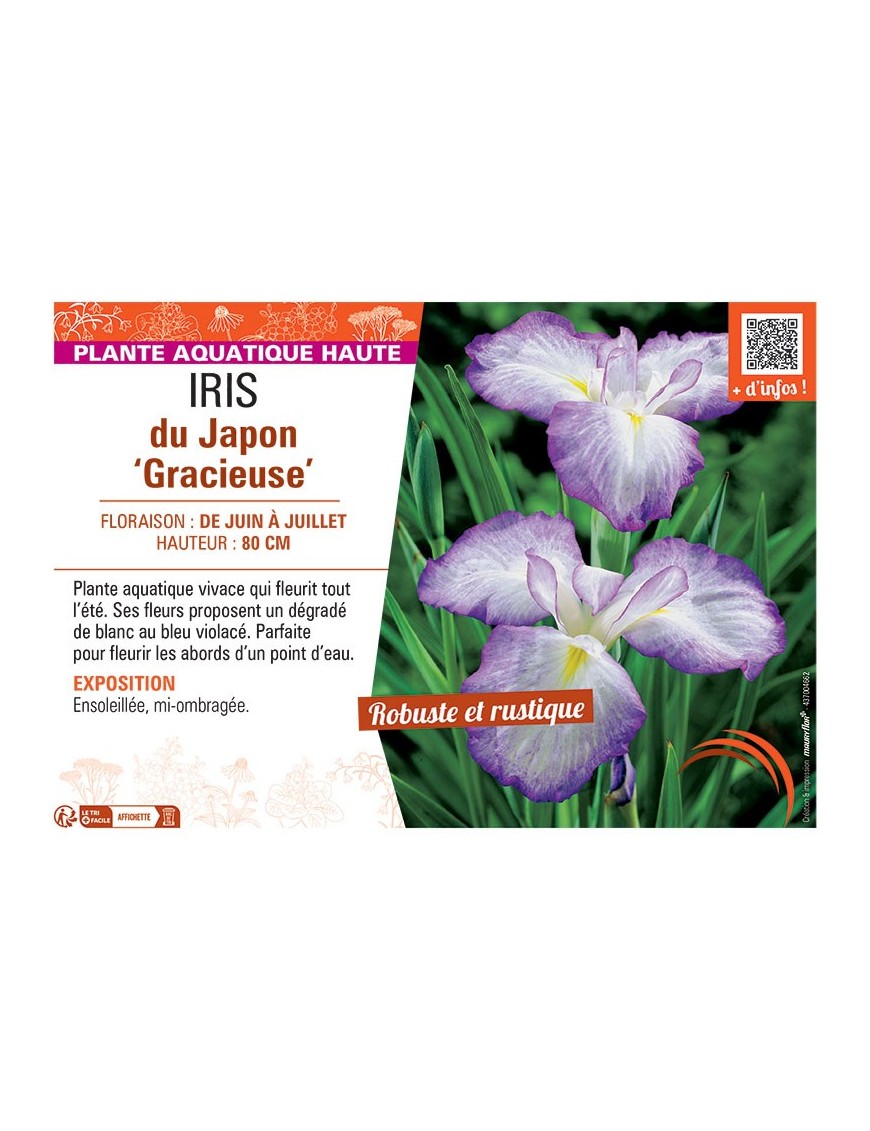 IRIS DU JAPON GRACIEUSE