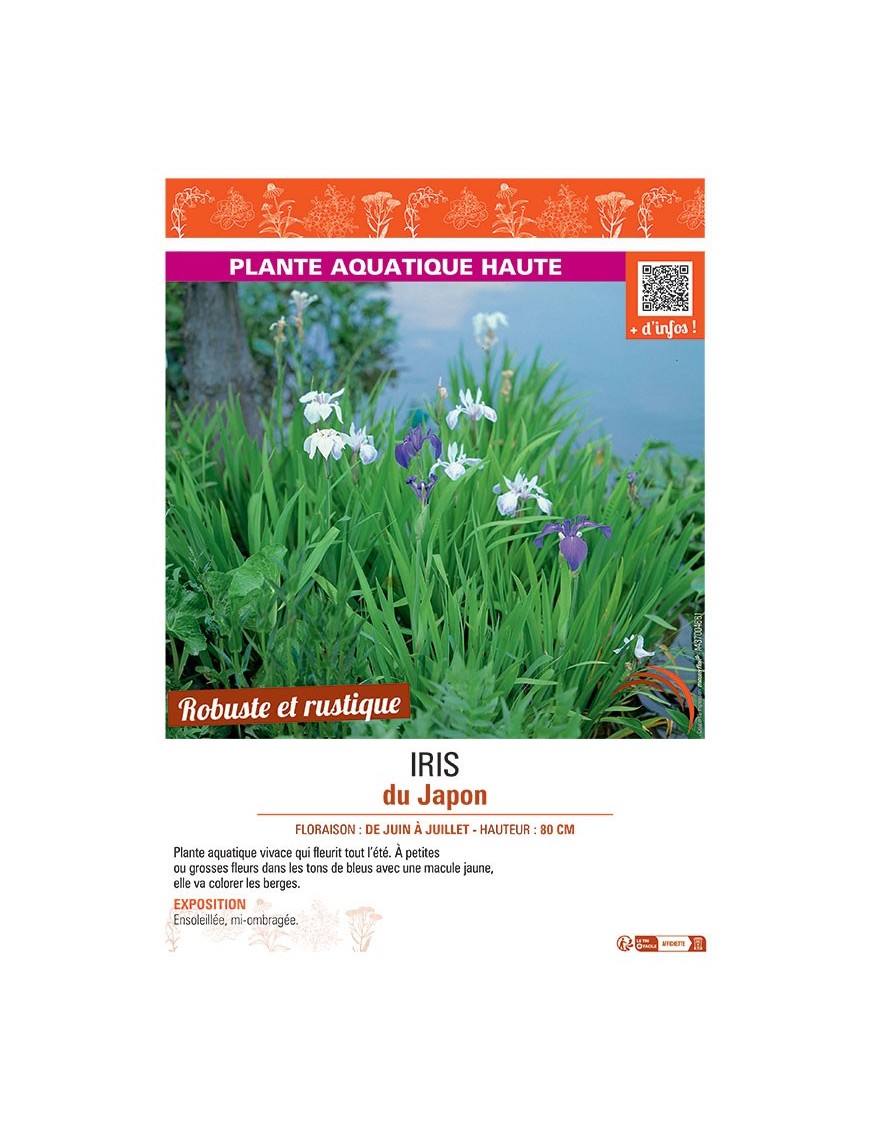 IRIS DU JAPON