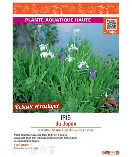 IRIS DU JAPON