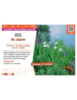 IRIS DU JAPON