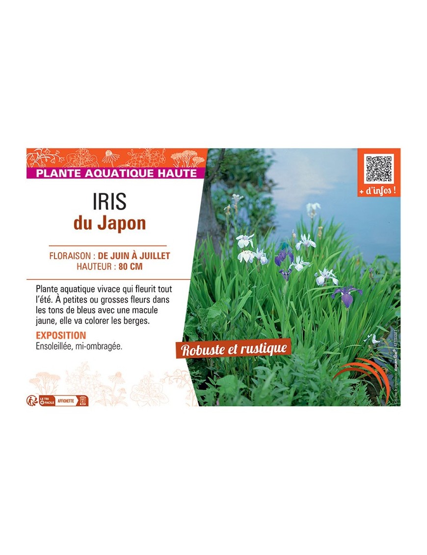 IRIS DU JAPON