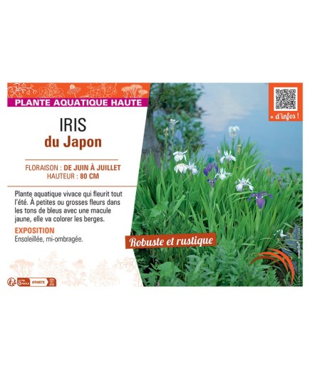 IRIS DU JAPON