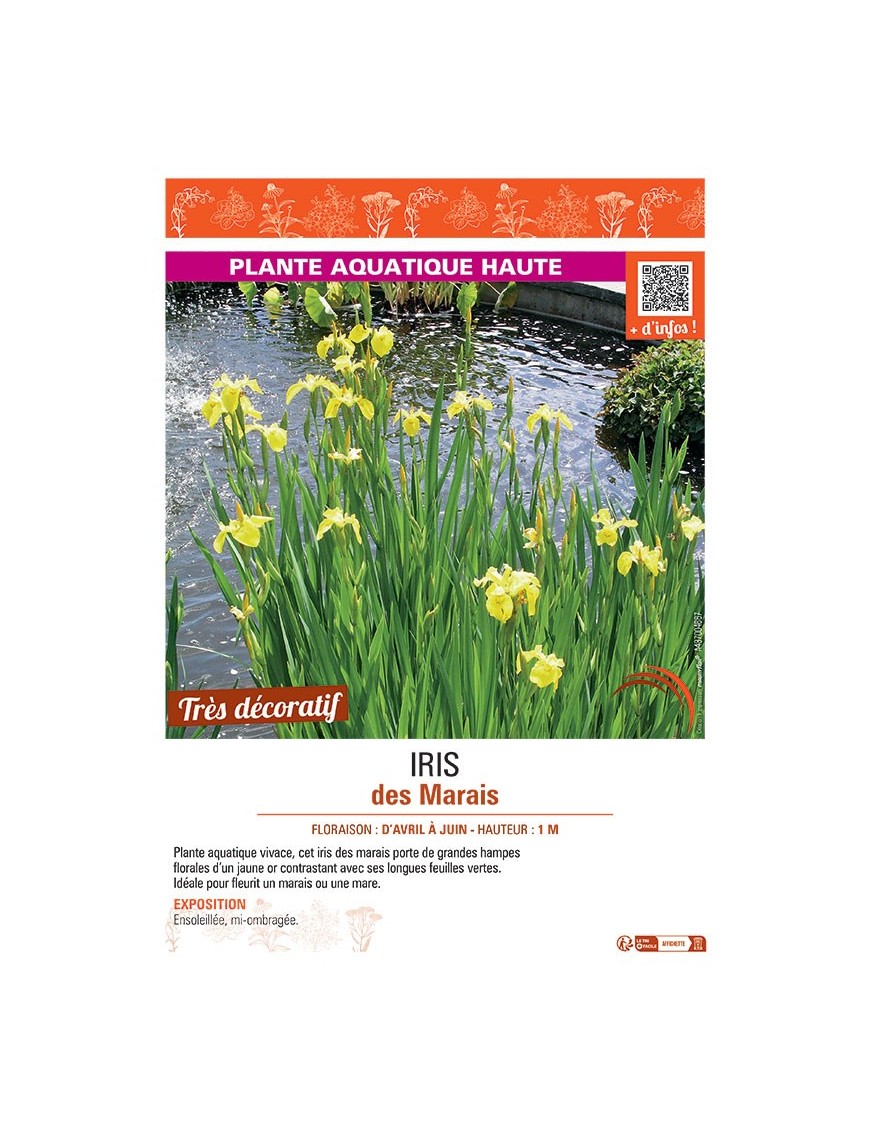 IRIS DES MARAIS (jaune d'or)