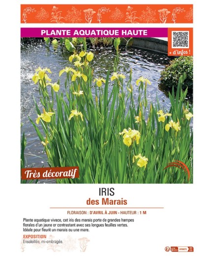 IRIS DES MARAIS (jaune d'or)