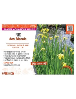 IRIS DES MARAIS (jaune d'or)