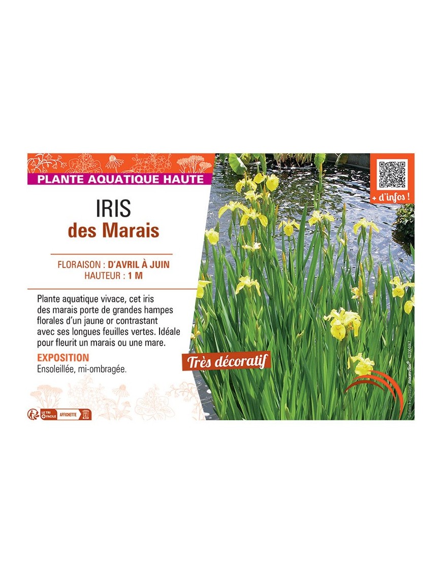 IRIS DES MARAIS (jaune d'or)