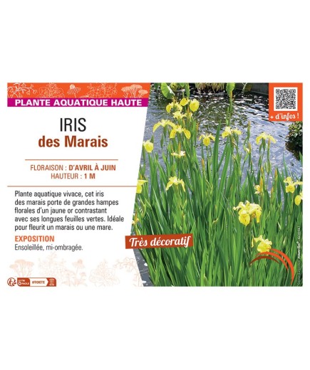 IRIS DES MARAIS (jaune d'or)