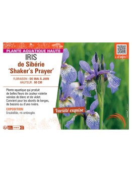 IRIS DE SIBERIE SHAKER'S PRAYER