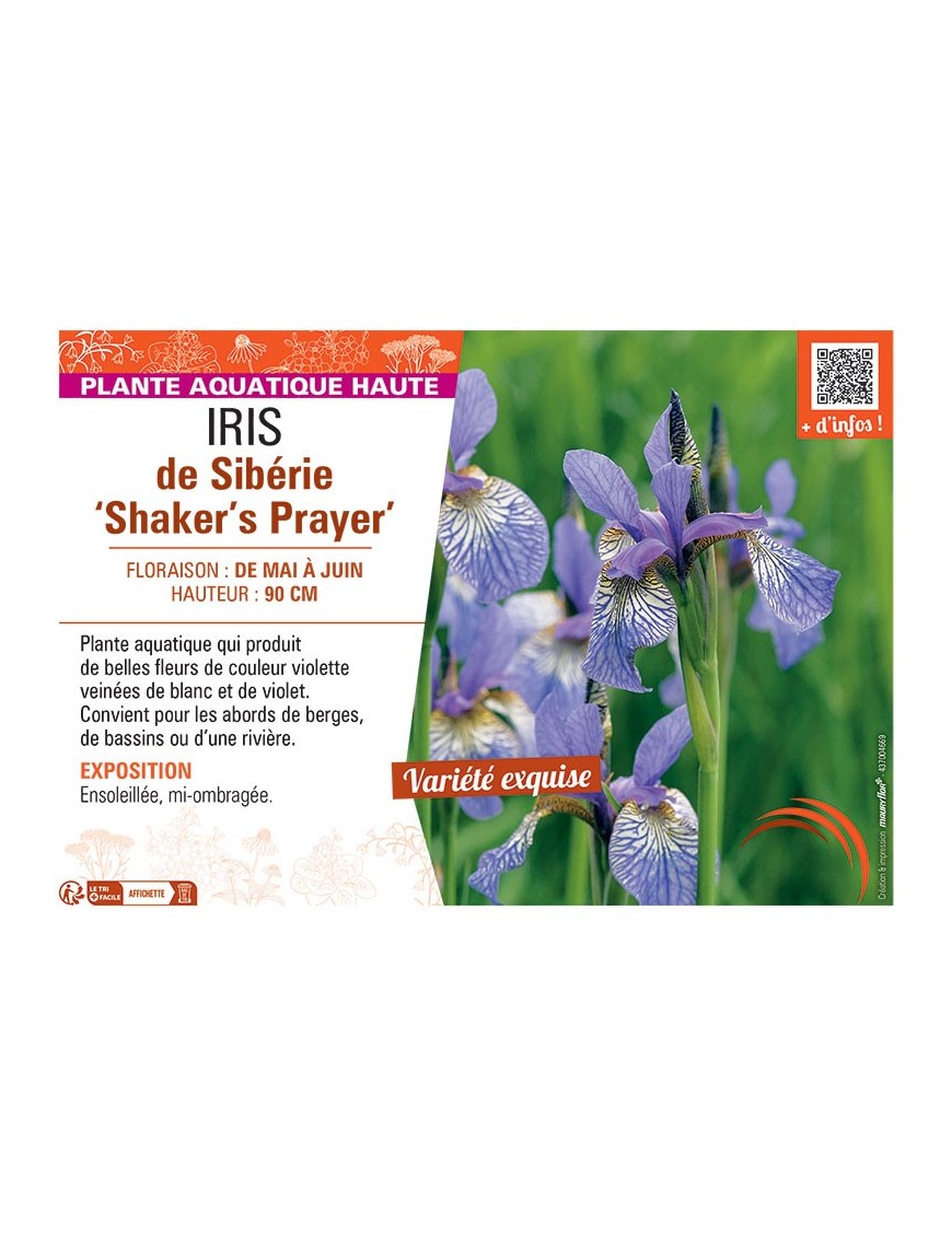 IRIS DE SIBERIE SHAKER'S PRAYER