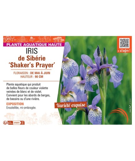 IRIS DE SIBERIE SHAKER'S PRAYER