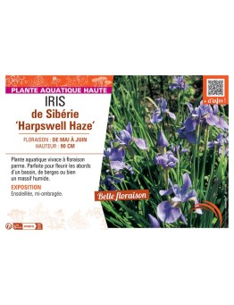IRIS DE SIBERIE HARPSWELL HAZE