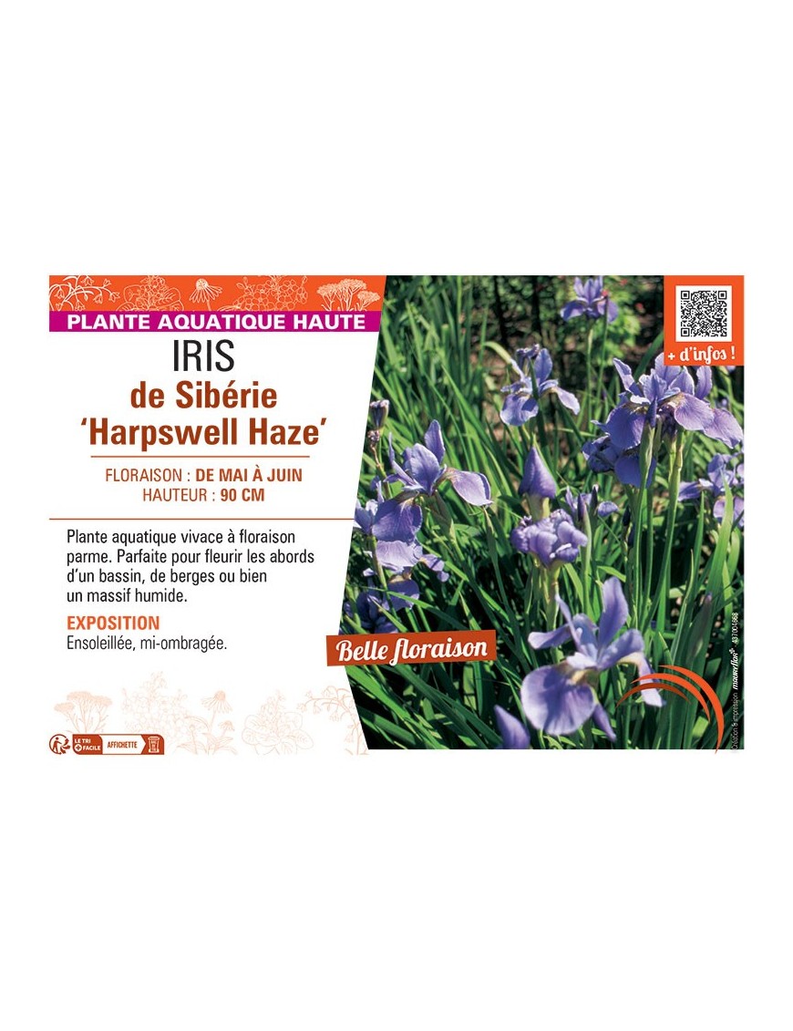 IRIS DE SIBERIE HARPSWELL HAZE