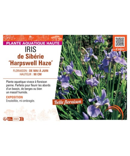 IRIS DE SIBERIE HARPSWELL HAZE