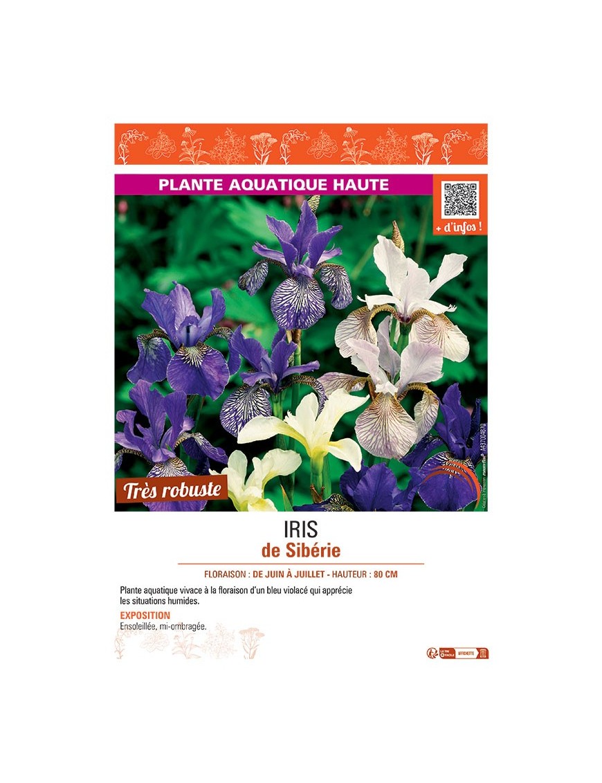 IRIS DE SIBERIE (varié)