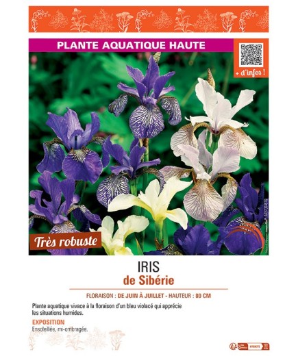 IRIS DE SIBERIE (varié)