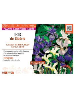 IRIS DE SIBERIE (varié)