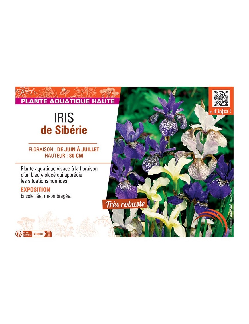 IRIS DE SIBERIE (varié)