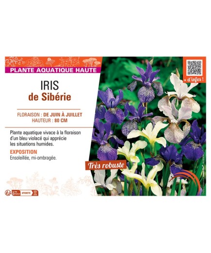 IRIS DE SIBERIE (varié)