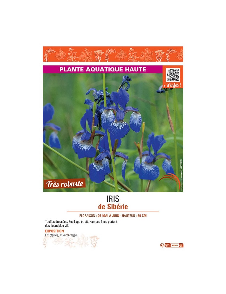 IRIS DE SIBERIE (bleu vif)
