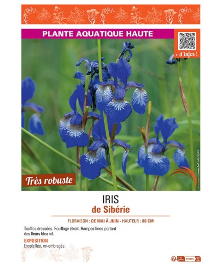 IRIS DE SIBERIE (bleu vif)
