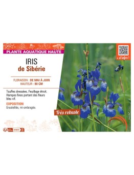 IRIS DE SIBERIE (bleu vif)