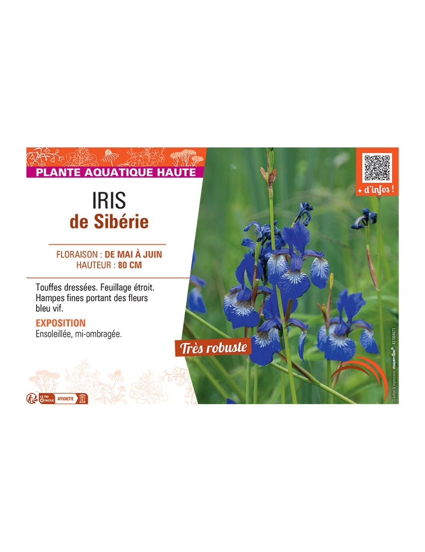 IRIS DE SIBERIE (bleu vif)