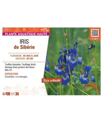 IRIS DE SIBERIE (bleu vif)