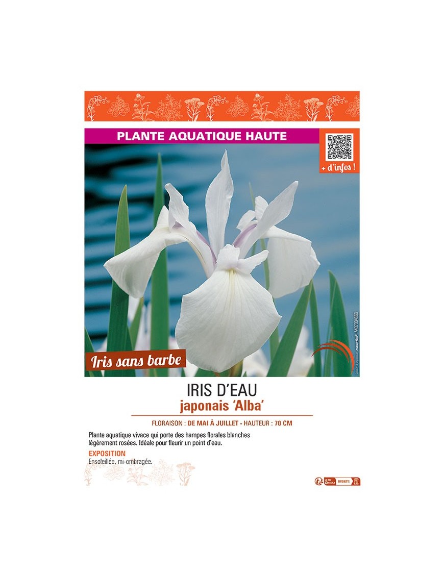 IRIS D'EAU JAPONAIS ALBA