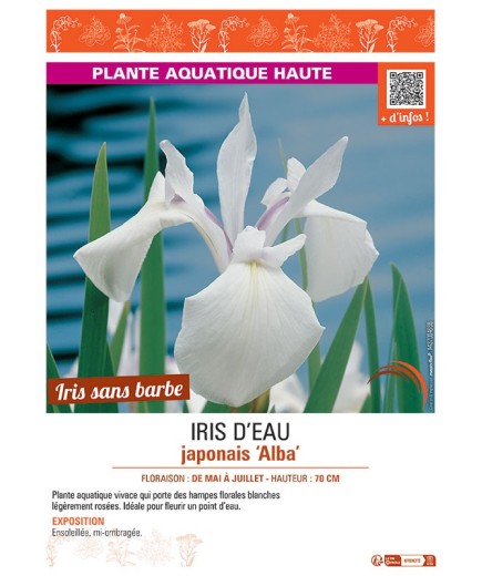 IRIS D'EAU JAPONAIS ALBA