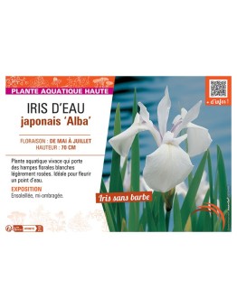 IRIS D'EAU JAPONAIS ALBA