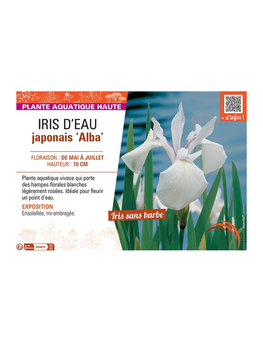 IRIS D'EAU JAPONAIS ALBA