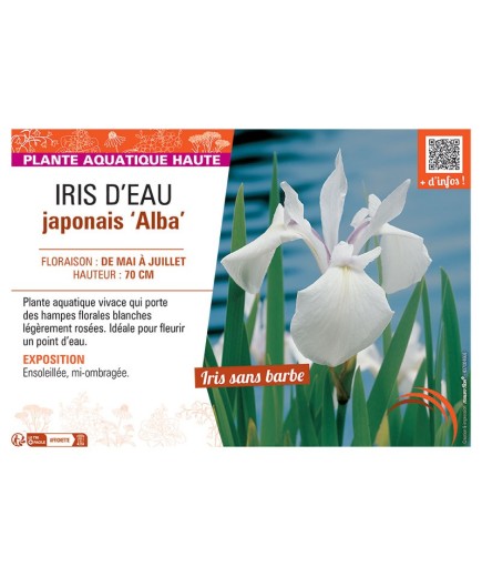 IRIS D'EAU JAPONAIS ALBA