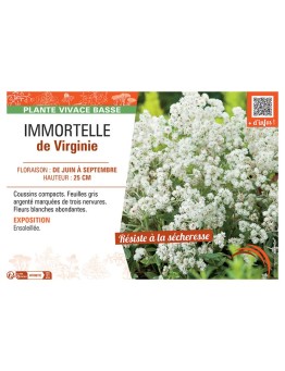 IMMORTELLE DE VIRGINIE (blanc)