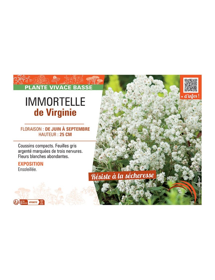 IMMORTELLE DE VIRGINIE (blanc)
