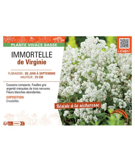 IMMORTELLE DE VIRGINIE (blanc)