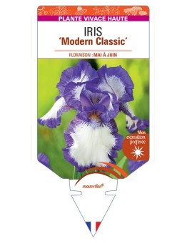 IRIS (germanica) Modern Classic