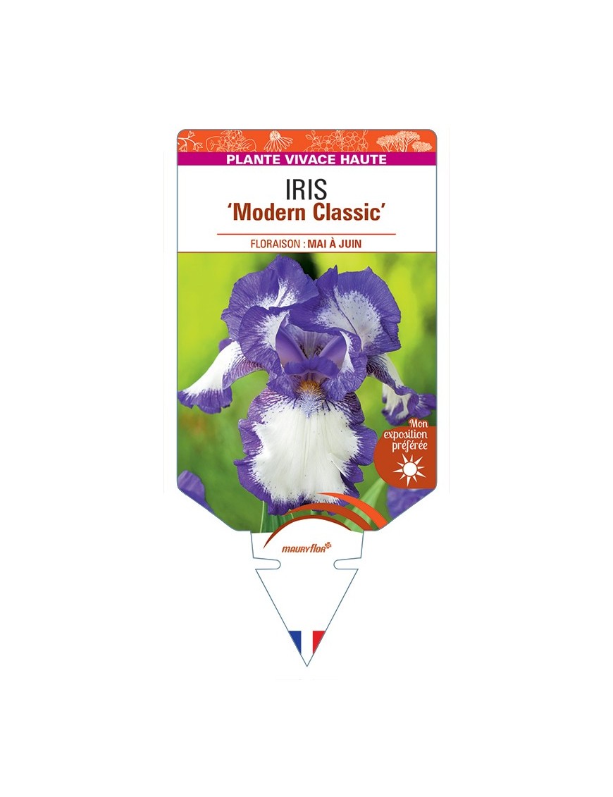 IRIS (germanica) Modern Classic