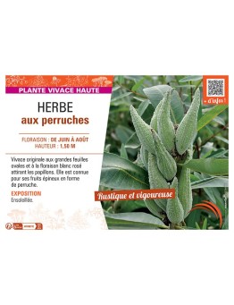 HERBE AUX PERRUCHES