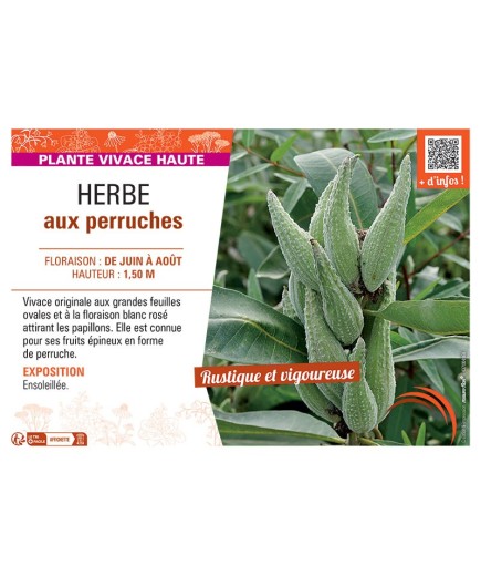 HERBE AUX PERRUCHES
