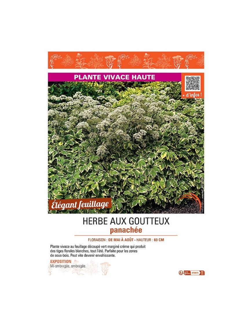 HERBE AUX GOUTTEUX PANACHEE