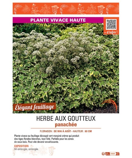 HERBE AUX GOUTTEUX PANACHEE