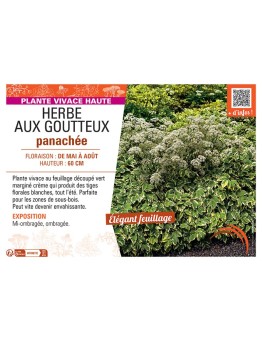 HERBE AUX GOUTTEUX PANACHEE