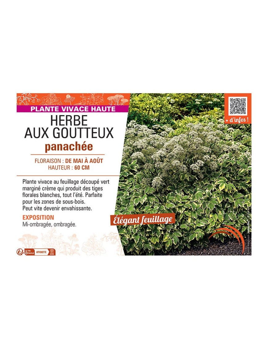 HERBE AUX GOUTTEUX PANACHEE