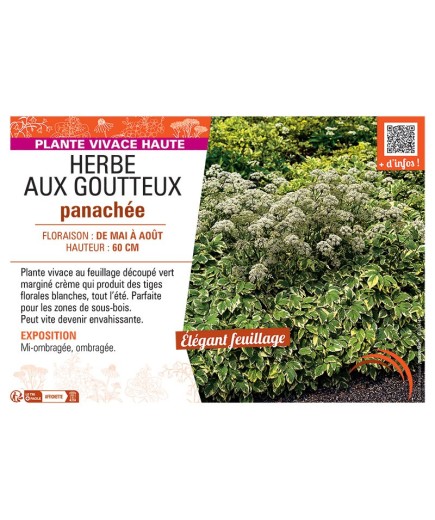 HERBE AUX GOUTTEUX PANACHEE
