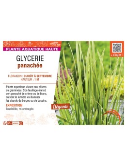 GLYCERIE PANACHEE