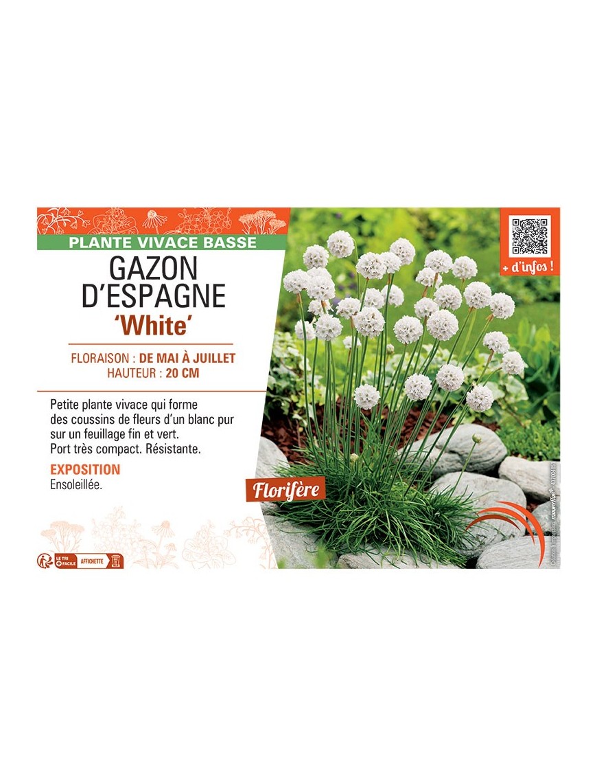 GAZON D'ESPAGNE WHITE